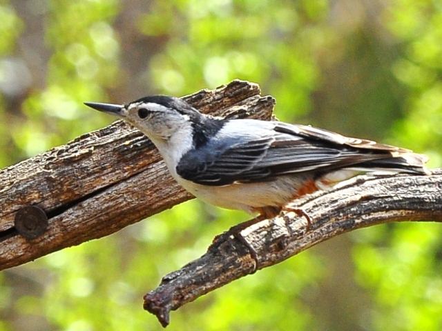 White-breasted Nuthatch