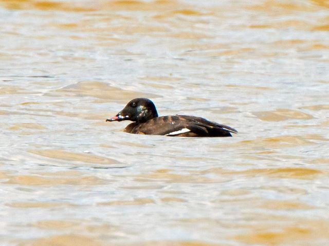White-winged Scoter