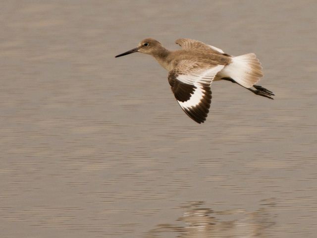 Willet
