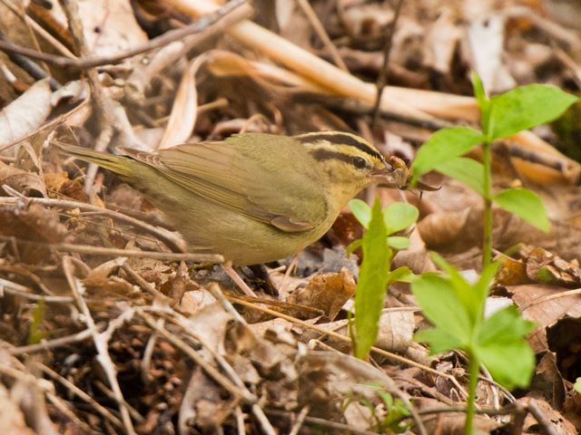 Worm-eating Warbler