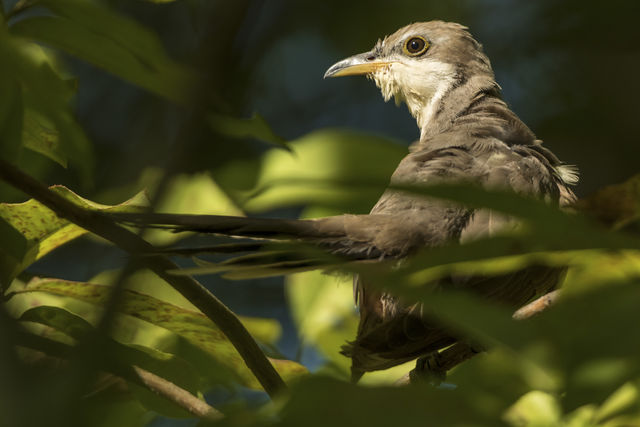 Yellow-billed Cuckoo