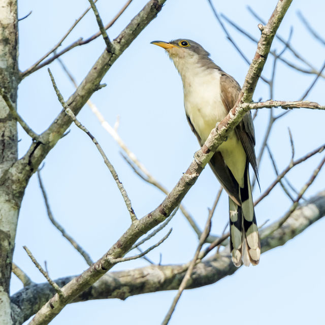 Yellow-billed Cuckoo