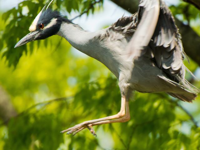 Yellow-crowned Night-Heron