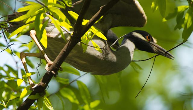 Yellow-crowned Night-Heron