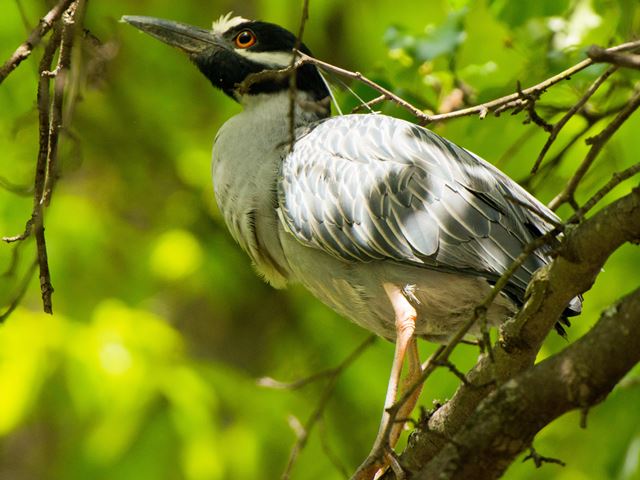 Yellow-crowned Night-Heron