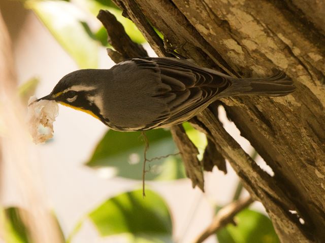 Yellow-throated Warbler
