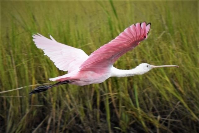Roseate Spoonbill