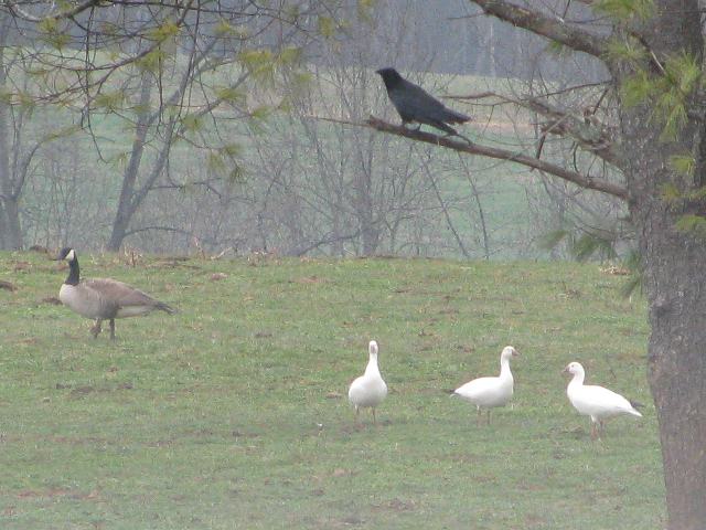 Ross's Geese