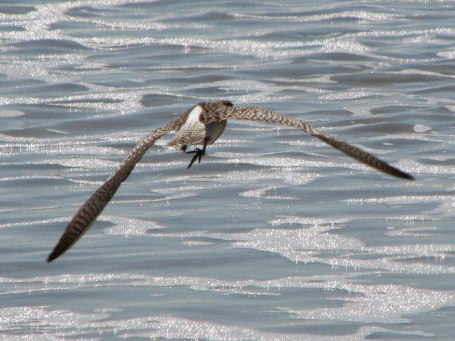 Whimbrel