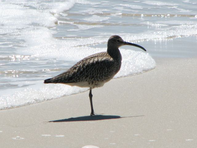 Whimbrel