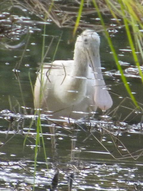 Roseate Spoonbill