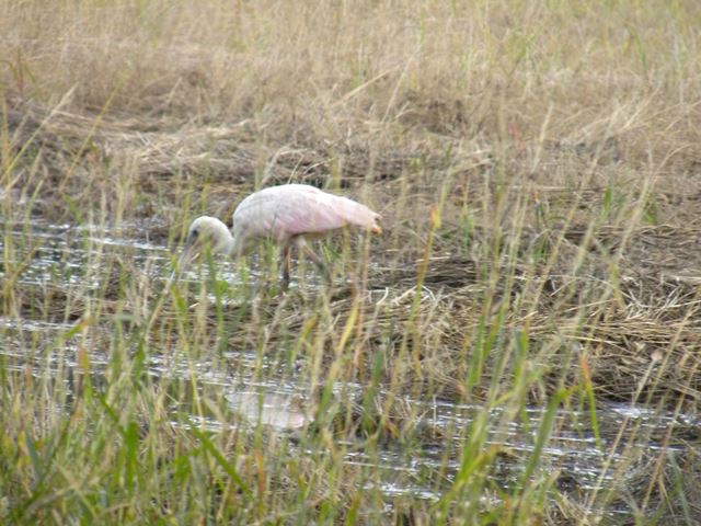 Roseate Spoonbill