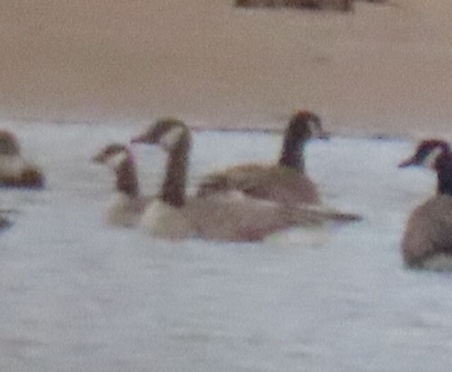 Cackling Goose