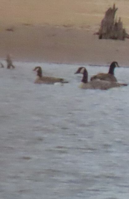 Cackling Goose