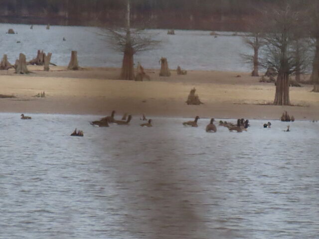 Cackling Goose