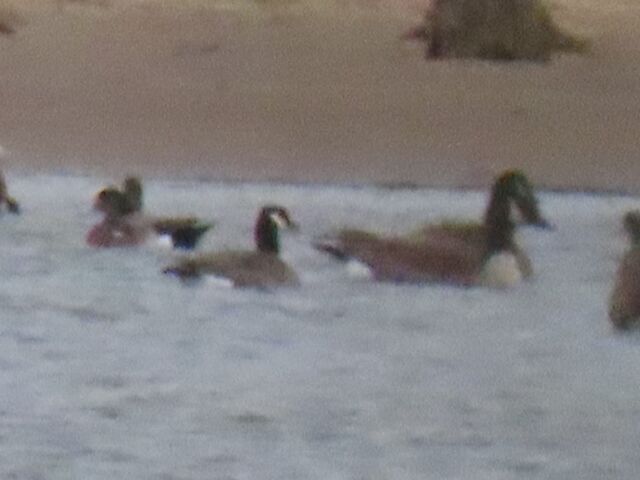 Cackling Goose