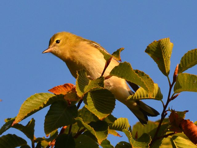 Bay-Breasted Warbler