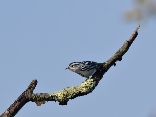 Black-and-white Warbler