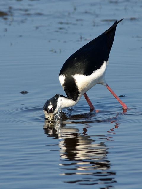 Black-necked Stilts