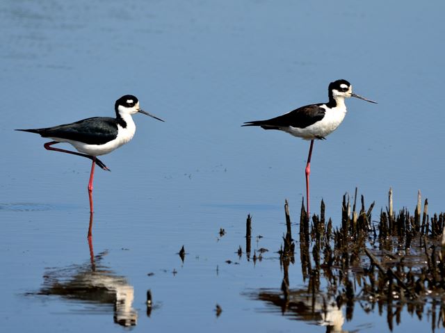 Black-necked Stilts
