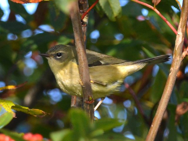 Black-throated Blue Warbler