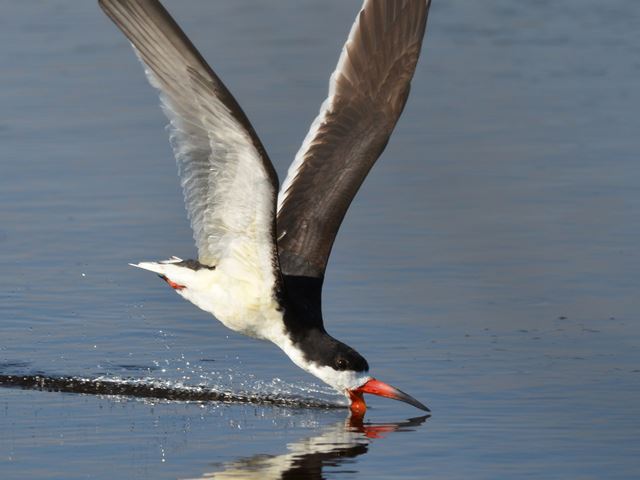 Black Skimmers