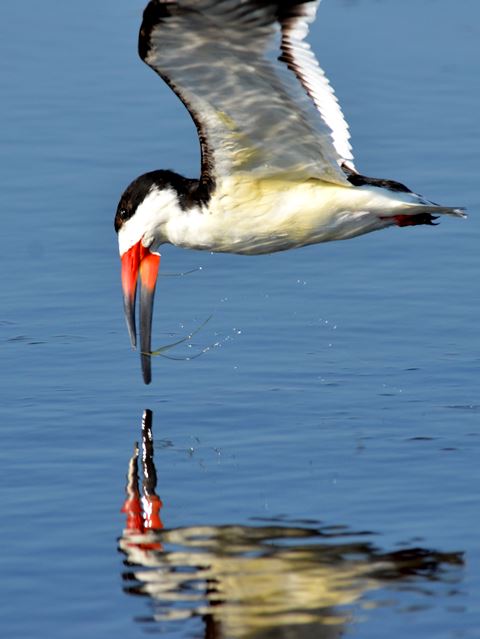 Black Skimmers