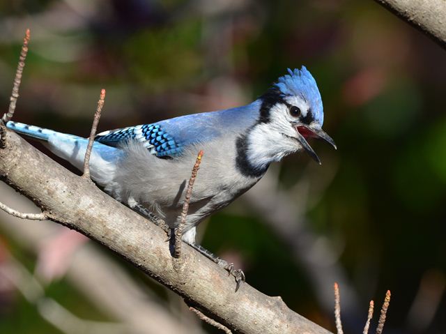 Blue Jays