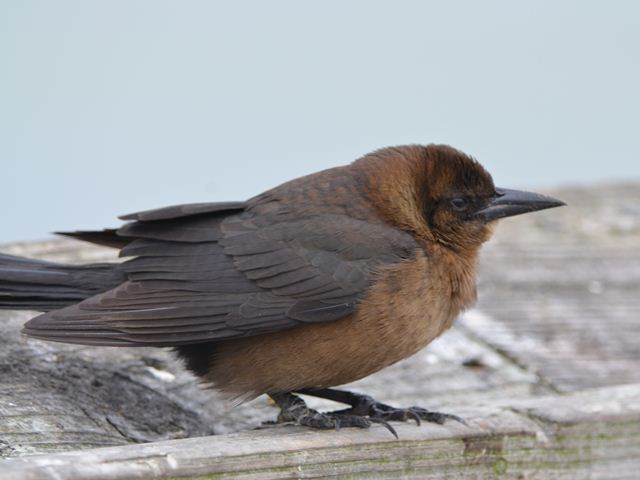 Boat-tailed Grackles
