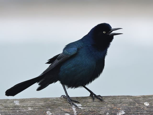 Boat-tailed Grackles