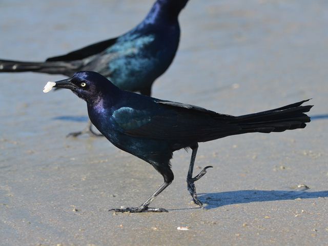 Boat-tailed Grackles