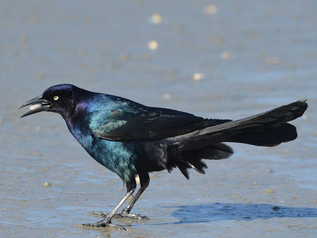 Boat-tailed_Grackle_2013-01-23_3a.jpg