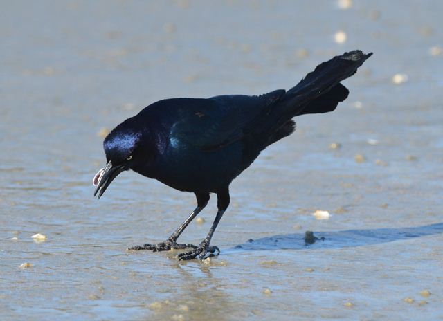 Boat-tailed Grackles