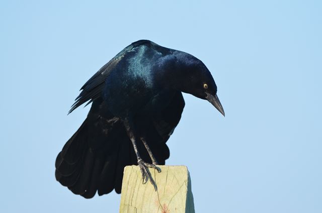 Boat-tailed Grackle