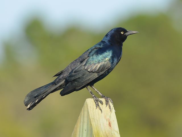 Boat-tailed Grackle