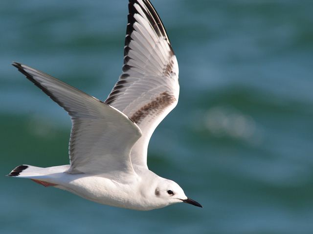 Bonaparte's Gulls