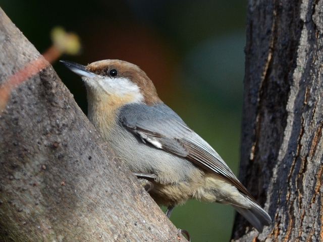 Brown-headed Nuthatch
