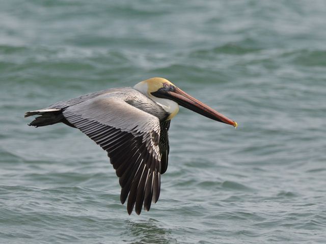 Brown Pelicans