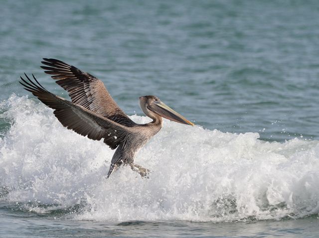 Brown Pelicans