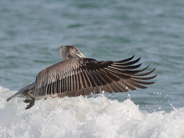 Brown Pelicans