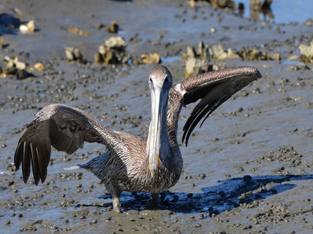 Brown Pelicans