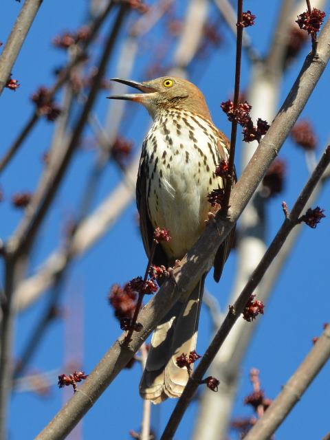 Brown Thrasher