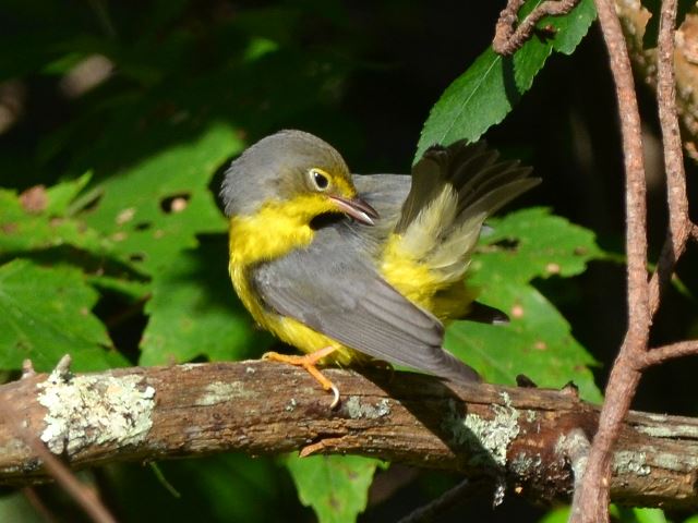 Canada Warblers