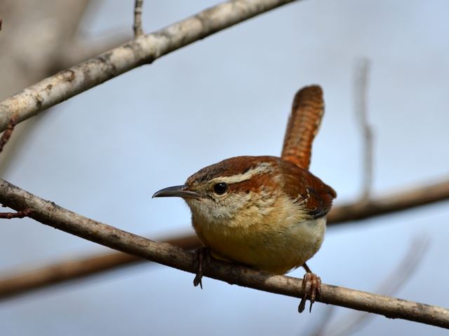Carolina Wrens