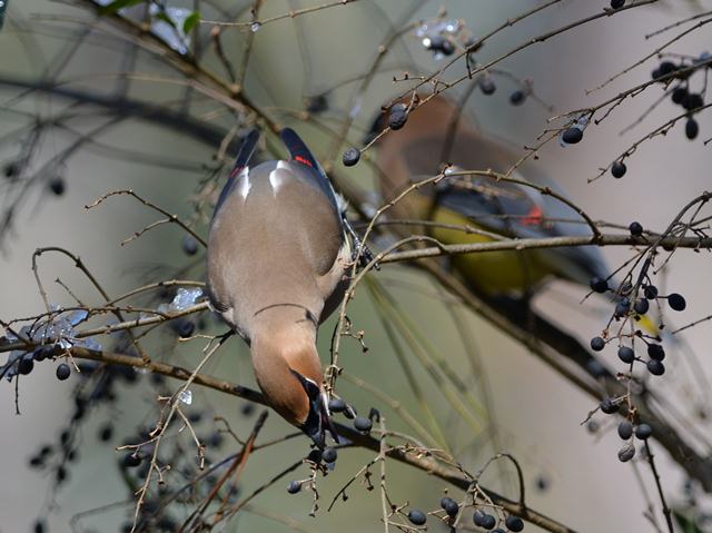 Cedar Waxwings