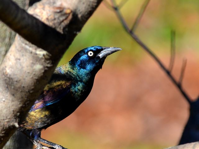 Common Grackle