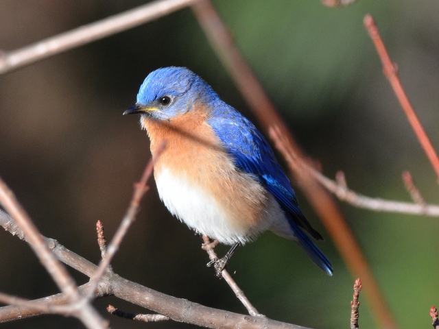 Eastern Bluebirds