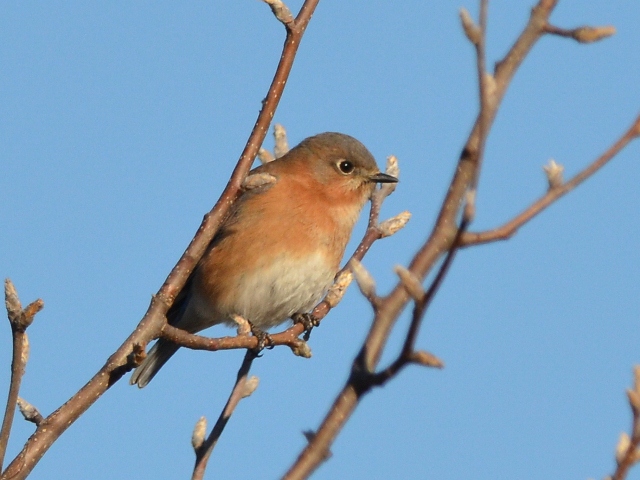 Eastern Bluebirds