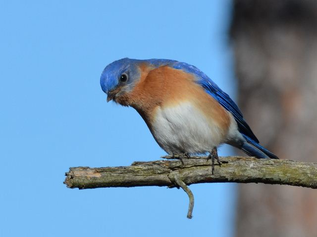 Eastern Bluebirds