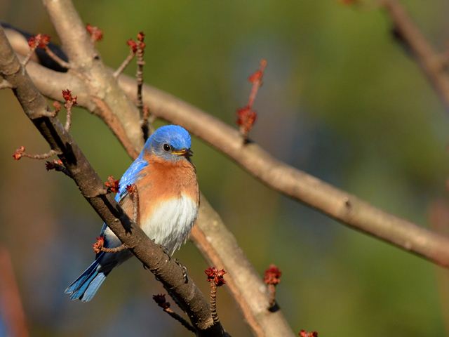 Eastern Bluebirds